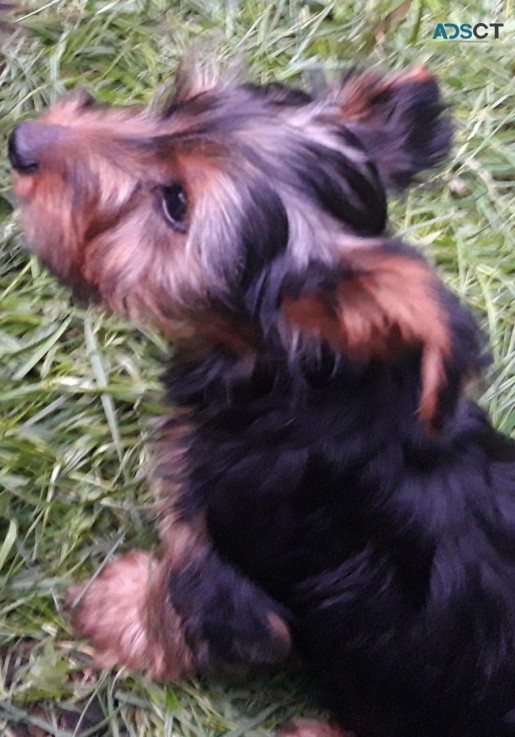 Yorkshire Terrier Puppies 