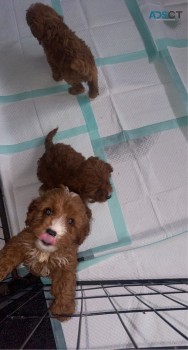 Your Forever Cavapoo Pups