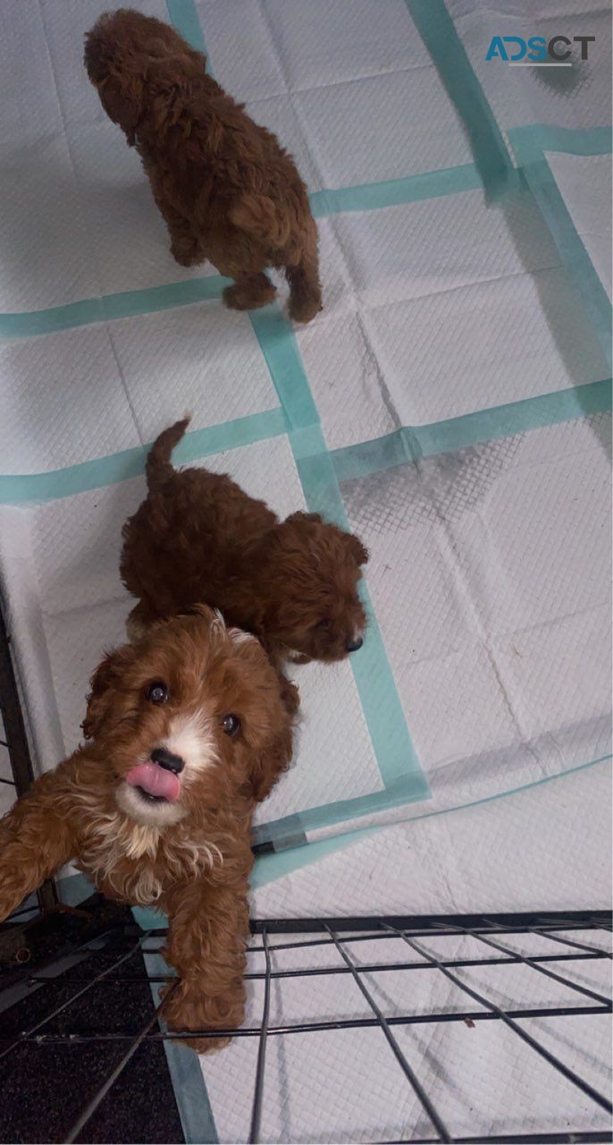 Your Forever Cavapoo Pups