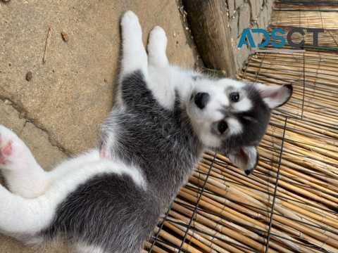 Blue Eyes Siberian Husky Puppies Ready 