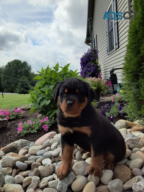 Rottweiler Puppies ready to go