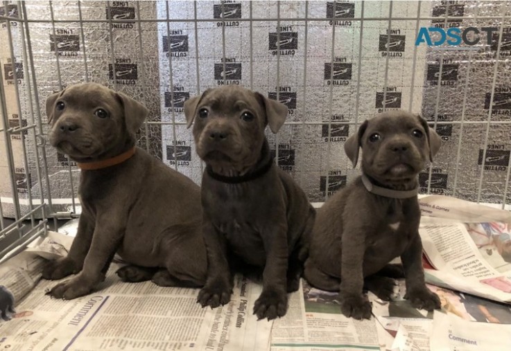 Blue Staffordshire Bull Terrier Puppies.