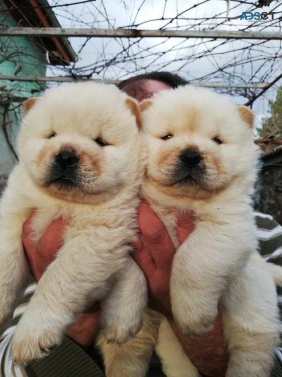 Chow Chow Puppies Ready Now to leave 