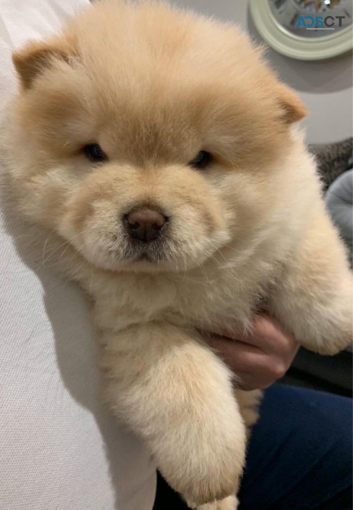 Chow Chow Puppies Ready Now to leave 