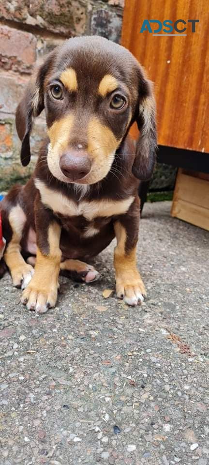 Daschund  Puppies for sale 