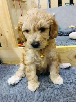 Intelligent Labradoodle puppies for sale