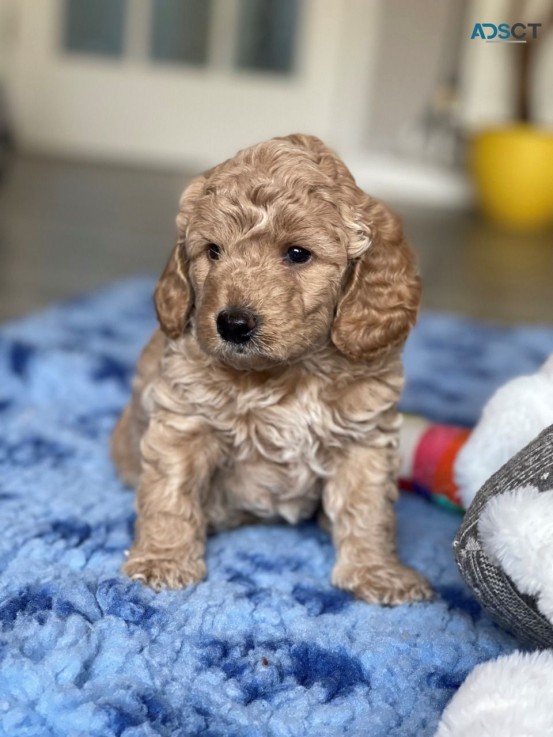 Intelligent Labradoodle puppies for sale