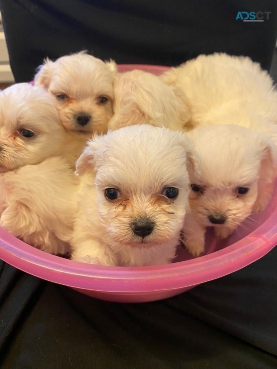 Teacup Maltese Puppies for sale