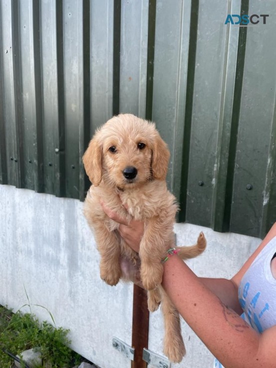 Beautiful Golden Doodle puppies for sale