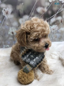 Intelligen  Maltipoo puppies for sale