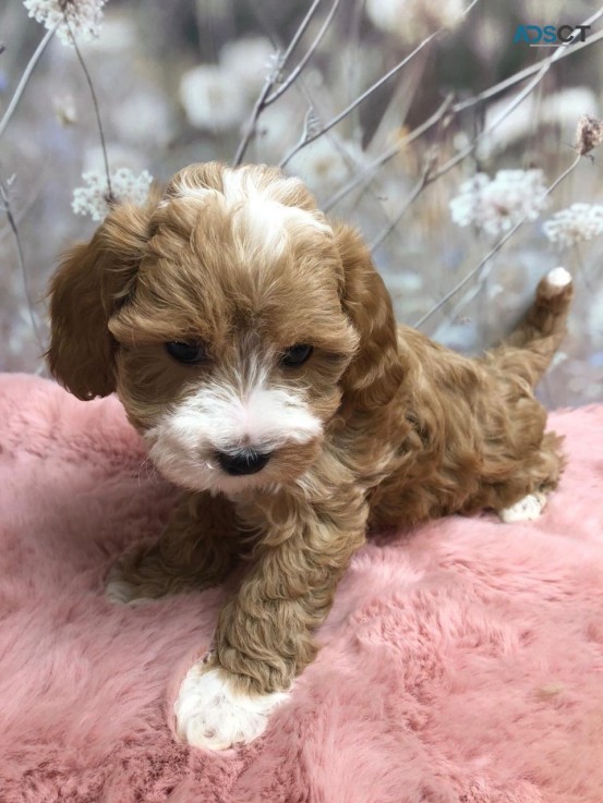 Intelligen  Maltipoo puppies for sale