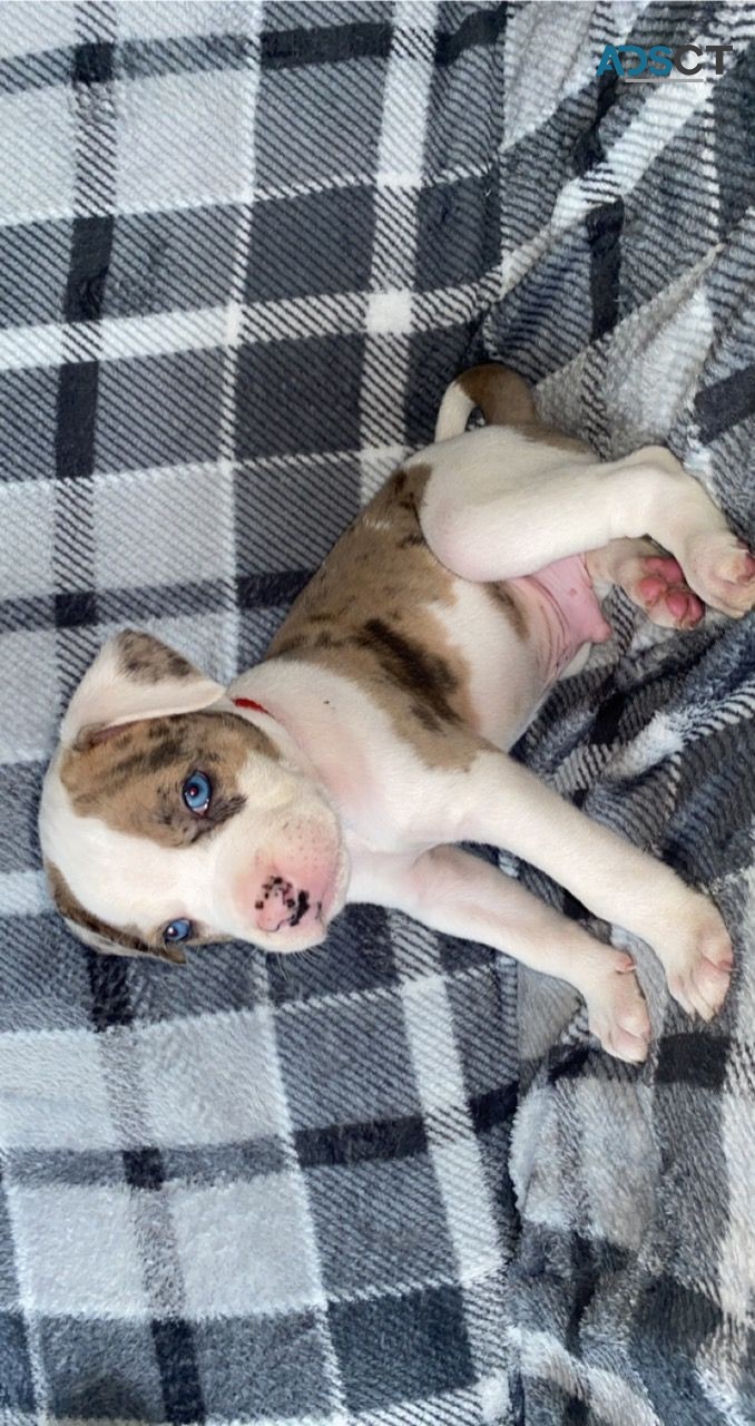  American bulldog Puppies for sale