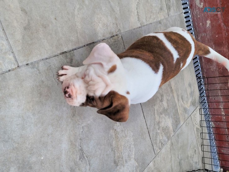  American bulldog Puppies for sale