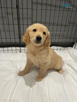 Golden Retriever puppies for sale 