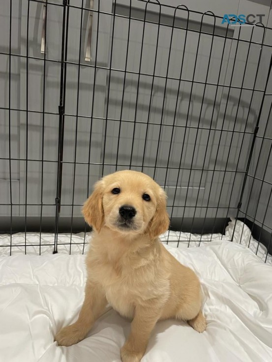 Golden Retriever puppies for sale 