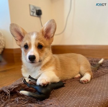 Pembroke Welsh Corgi. +32460217446