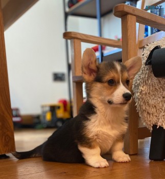 Pembroke Welsh Corgi. +32460217446