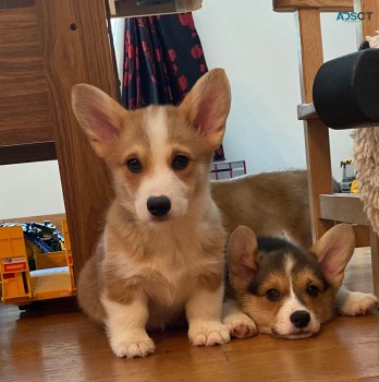 Pembroke Welsh Corgi. +32460217446