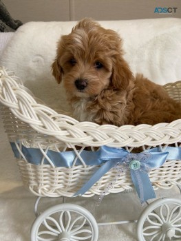 Maltipoo puppies for sale 