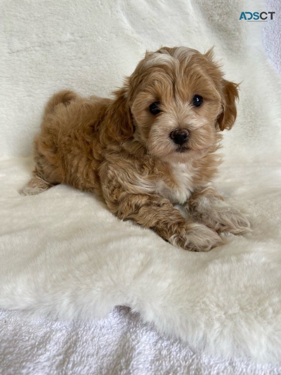 Maltipoo puppies for sale 