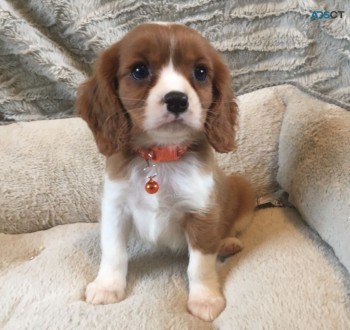 Cavalier King Charles Puppies