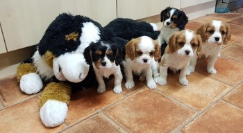 Cavalier King Charles.WHATS+ 32460217446