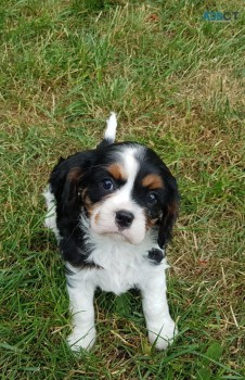 Cavalier King Charles.WHATS+ 32460217446