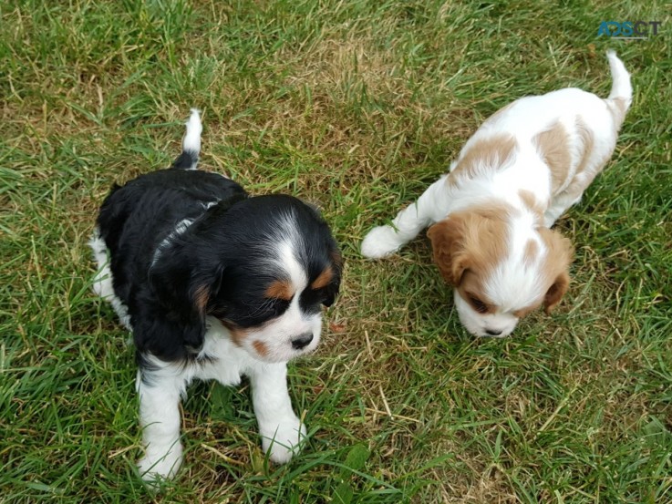 Cavalier King Charles.WHATS+ 32460217446