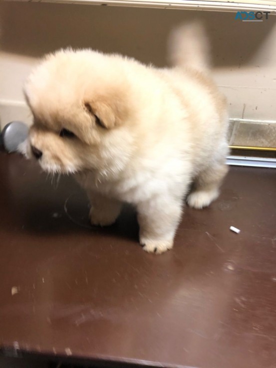 Chow Chow Puppies Ready Now to leave 