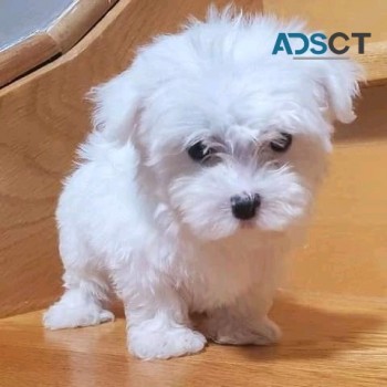  Maltese puppies.WHATSAPP +32460217446