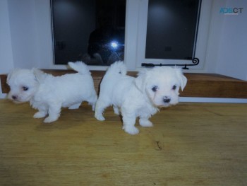  Maltese puppies.WHATSAPP +32460217446