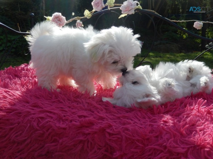  Maltese puppies.WHATSAPP +32460217446