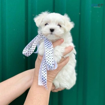 Maltese  puppies for sale 