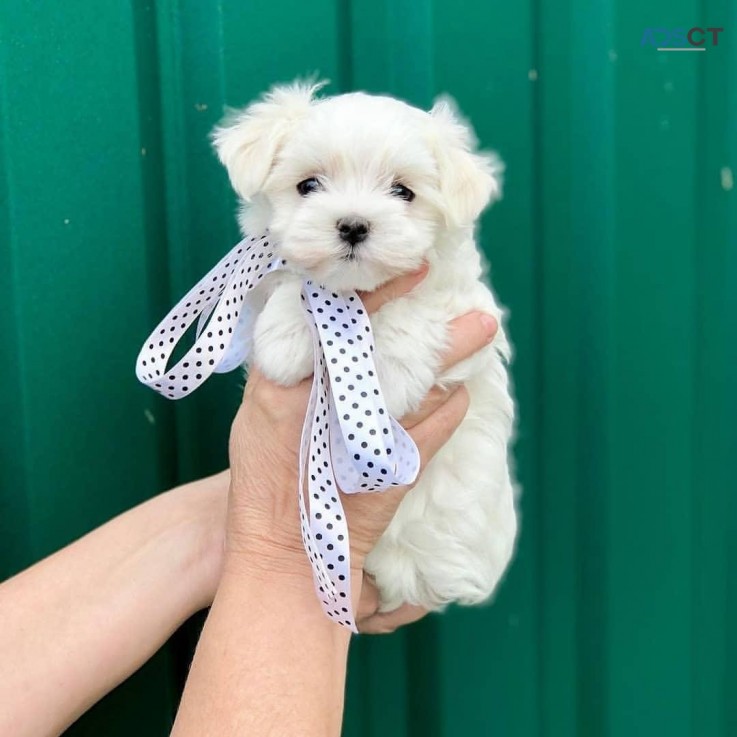 Maltese  puppies for sale 