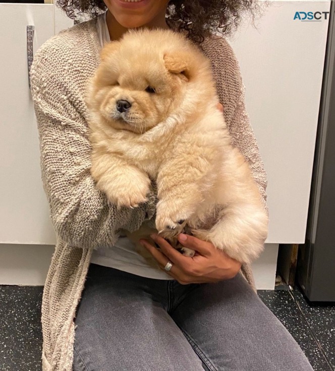 Chow Chow Puppies Ready Now to leave 