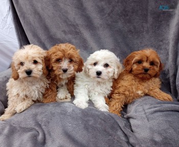 Cavapoo puppies. WHATSAPP  +32460217446