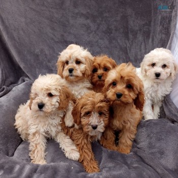 Cavapoo puppies. WHATSAPP  +32460217446