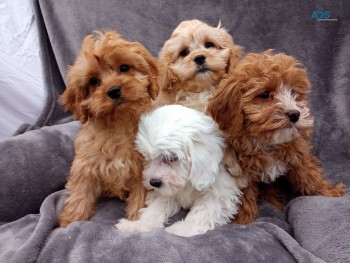 Cavapoo puppies. WHATSAPP  +32460217446