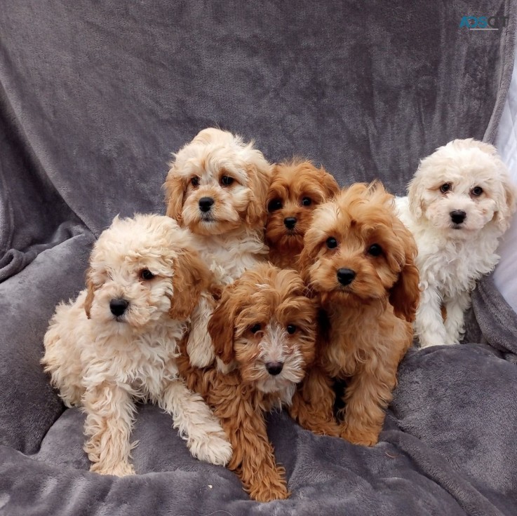 Cavapoo puppies. WHATSAPP  +32460217446