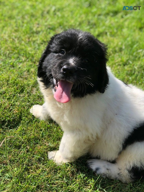 Newfoundland Puppies 