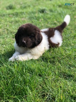 Newfoundland Puppies 