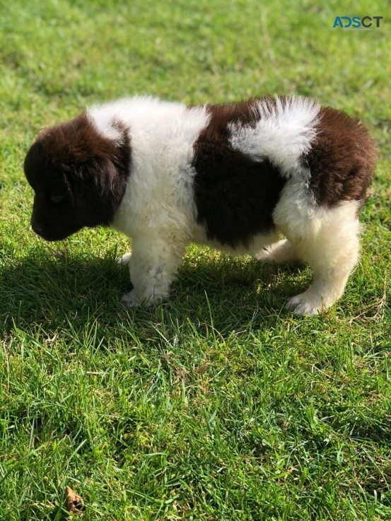 Newfoundland Puppies 