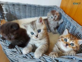 British Short hair Kittens for Sale