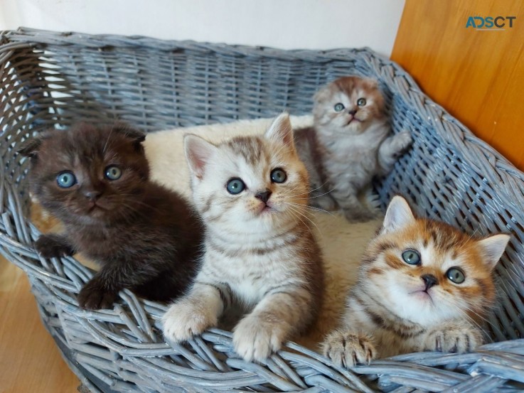 British Short hair Kittens for Sale