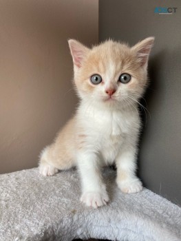 British Short hair Kittens for Sale