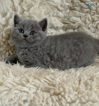 British Shorthair have kittens  