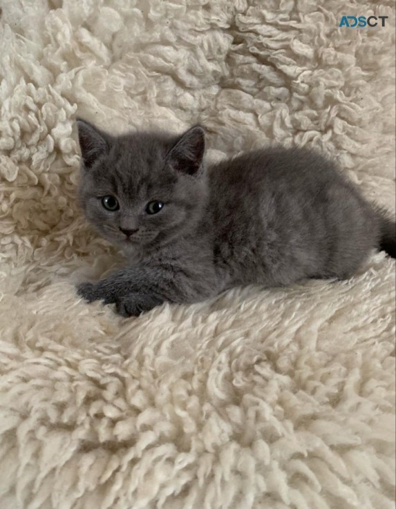 British Shorthair have kittens 