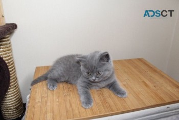 British Shorthair have kittens 