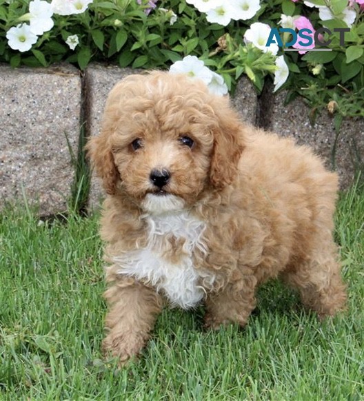 AMAZING TOY POODLE PUPPIES FOR ADOPTION 