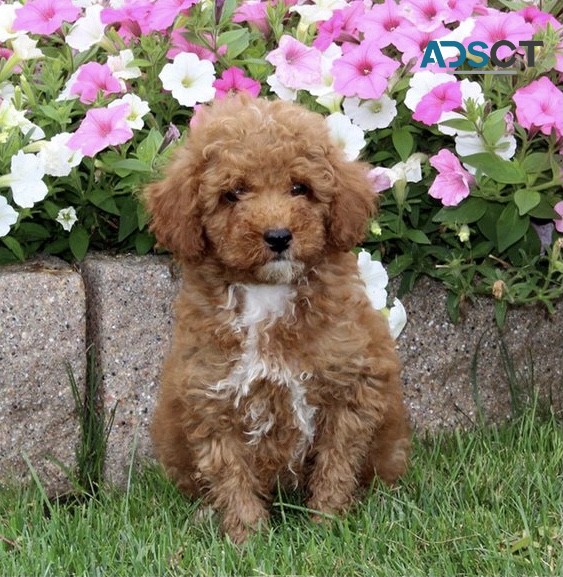 AMAZING TOY POODLE PUPPIES FOR ADOPTION 